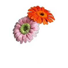 Gerberas