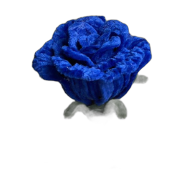 Rosa (v2)